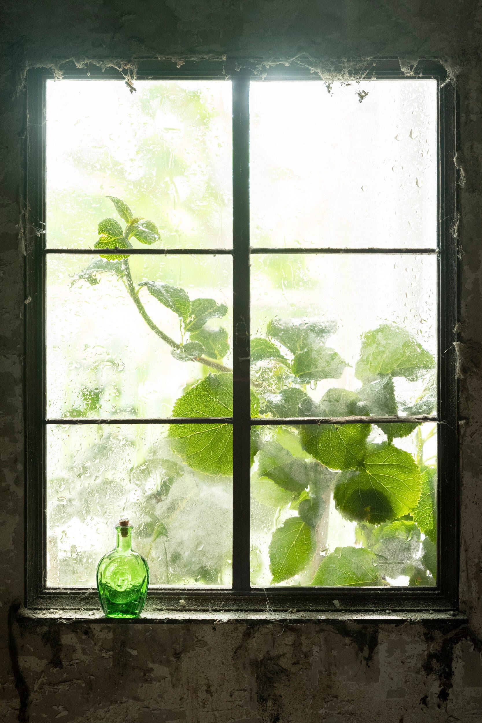 Window 3 (Bottle)